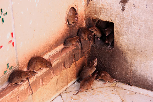 rats à Rochefort